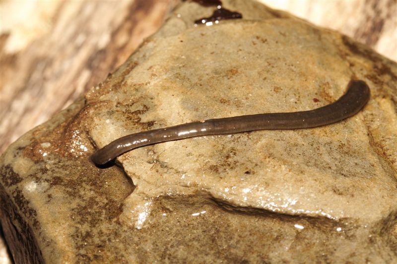 Sanguisughe Trocheta subviridis